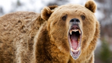 B.C. Hunting Guide Seeks Class-Action Lawsuit In Battle Over Grizzly Hunting Ban