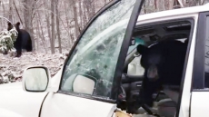 WATCH: Tennessee Vacationers Carjacked by Baby Bear While Mama Looks On