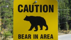 Kamloops Woman Finds Dead Bear In Shower Curtain While Walking Home