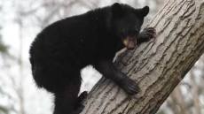 Bear Cub, Rescued Near Mother'S Body, Dies Unexpectedly In Wildlife Refuge