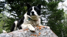 Devoted Bear Dog Dies At 15 After Life Of Helping Keep Wildlife, People Safe