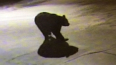 Halifax Gas Station Owner Watches Big Bear Stroll Through Lot After Getting Into Garbage