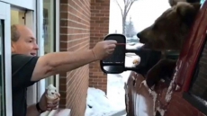Concerns Raised About Ice-Cream-Eating Bear At Drive-thru In Innisfail, Alta.
