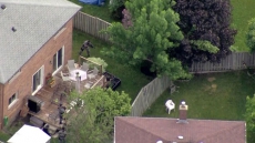 Black Bear Shot Dead By Police North Of Toronto; Runaway Peacock Still Missing