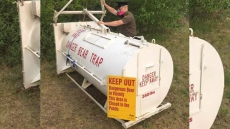 Wildlife Officers Trapping Bears After Stinky Trash In Fire-Damaged Fort McMurray