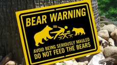 Big, Furry Suspect Breaks Into Bins In Port Coquitlam, RCMP Issue Bear Warning