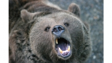 2,000 Sightings Prompt Sudbury Officials To Create Nuisance Bear Committee