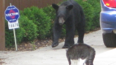 Hot Food, BBQs, Banned In B.C. Park As Momma Bear Sniffs Out Picnics