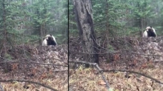 Swimming Skills, Timely Arrival Of Barking Dog, Save B.C. Man From Bear Attack