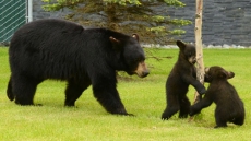 Ontario Police Officer Captures Lone Black Bear Cub In Petawawa, Ont.