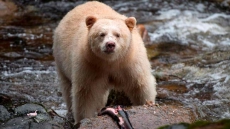 End Of Great Bear Rainforest Grizzly Hunt To Cost First Nations Millions