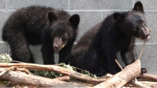 GPS Collars To Provide Data On B.C. Bears Saved From Death After Their Mom Died