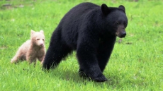 Rare Cream-coloured Black Bear Seen Near Whistler, B.C., Creates Buzz