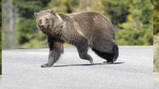 Risky Choice: N.W.T. Woman Used Bear To Shake Stalking Wolf In 12-Hour Ordeal