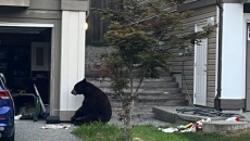 Injured B.C. bear put down after being fed watermelon: RCMP