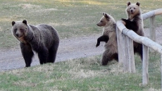 Three Bear Species Found In The Same Spot In Northern Manitoba