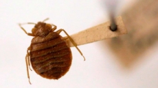 New research out of B.C. university helps team take bite out of bedbug epidemic