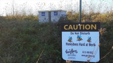 Honey Can Destroy Harmful Fungus, Save Lives