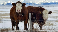 Agriculture minister says Alberta BSE case will not affect beef trade