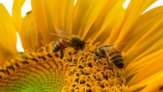 The amazing benefits of including bee pollen in your diet