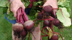 No Need To Rush Beet Harvest; Just Pull Them As Needed From The Ground