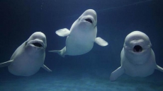 Dolphins, whales express pleasure through squeals