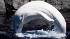 Investigation Says Toxin Killed The Vancouver Aquarium's Beluga Whales