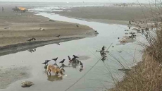 104 Bodies Found In Ganga, Six In Betwa