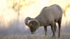 5 Albertans Guilty Of Killing, Leaving 4 Trophy Bighorn Rams To Spoil