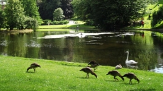 Urban landscapes influence bio-diversity