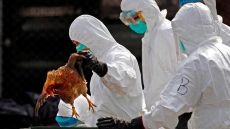 Gloomy Start To Year Of Rooster As Bird Flu Hits South Korea