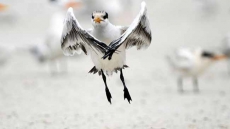 How birds learnt to fly