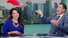 WATCH: Exotic Bird Interrupts Live Tv Show, Sits On Anchor’s Head And Steals The Show
