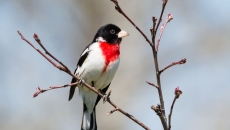 14 Canadian cities certified as bird-friendly