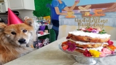 VIRUS DIARY: She has her cake, but others can't eat it, too