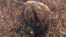 2 Bison Shot, Killed In Elk Island National Park East Of Edmonton