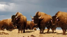 Bison In Prince Albert National Park Declining From Overhunting: Study