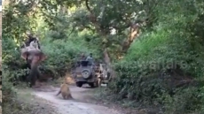 Hair-Raising Video Shows What Not To Do When You Spot A Tiger In The Wild