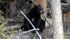 Study Shows Black Bears Need A Variety Of Salmon Species To Be Healthy