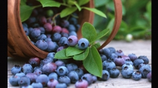 Eating Blueberries Can Improve Heart Health