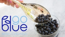 July 15th is BC Blueberry Day, kicking off #GoBlueBC campaign, and the beginning of fresh BC blueberry season