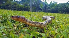 WATCH: World's Rarest Boa Snake Spotted For The First Time In 64 Years