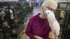 Bob And His Parrot Buddies Living At Vancouver Warehouse Need Forever Homes