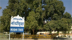 India's gift to South Korea: A sacred Bodhi Tree sapling