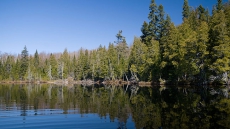 Revised UNESCO bid submitted for boreal forest along Manitoba-Ontario border