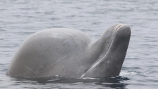 A box of teeth and scientific serendipity unveil the lives of bottlenose whales