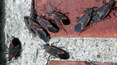 It's Fall, Boxelder Bugs Are Looking For A Winter Home