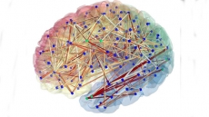 Impulsive behaviour linked to brain connectivity