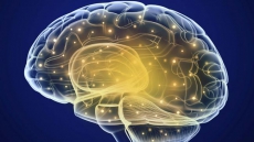 Lab cells reveal how brain responds to memory and reward