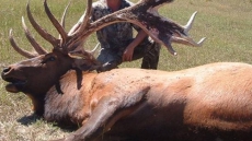 Two B.C. Men Face Weapons Charges After Bull Elk Shot And Abandoned: Police